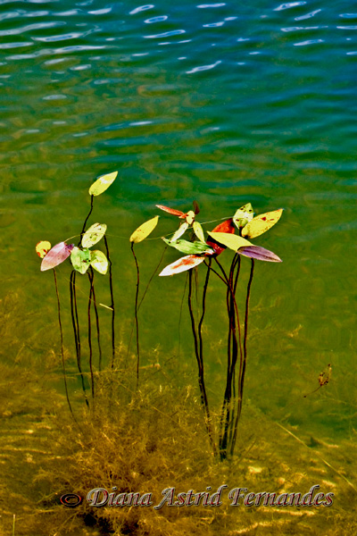 Water-plant
